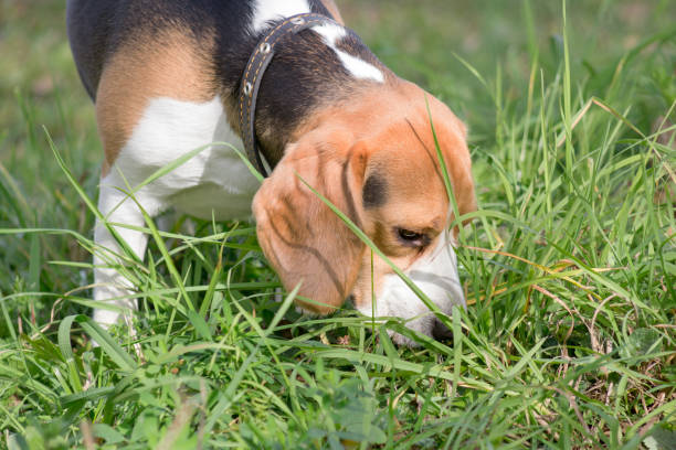 Cachorro comer grama é normal?