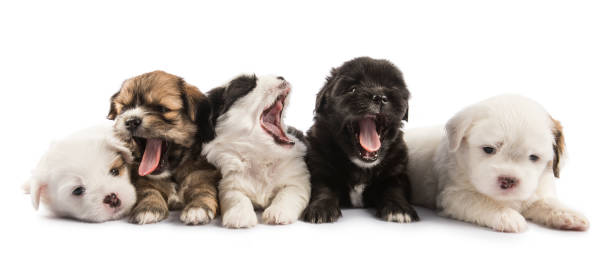 cachorro filhote chorando à noite